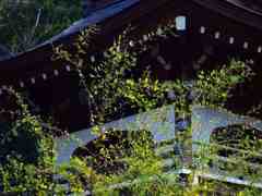 萩と山門(浄智寺)