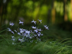 時分の花(ハナニラ)