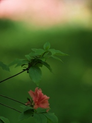 皐月の林にて・・ヤマツツジ