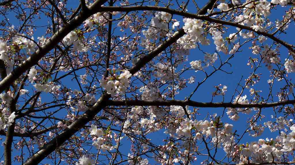 五分咲きの桜