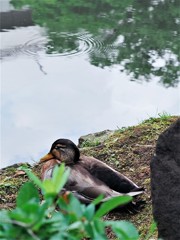 池畔の風景