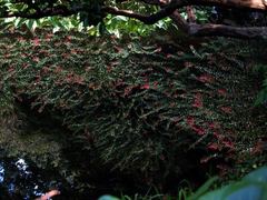 水中花(さるすべり)