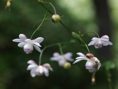 深山の便り