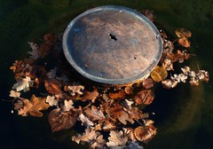 秋の足音(バラ公園の池)