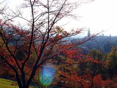 サクラの紅葉(バラ公園」