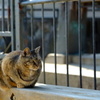甘え猫