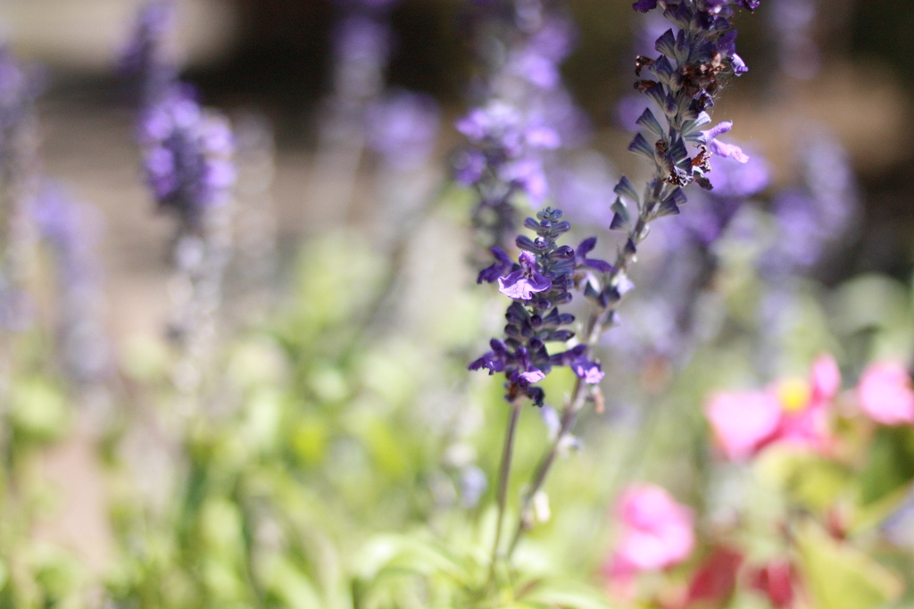 公園の花壇
