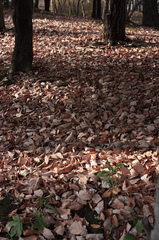 枯れ葉の絨毯