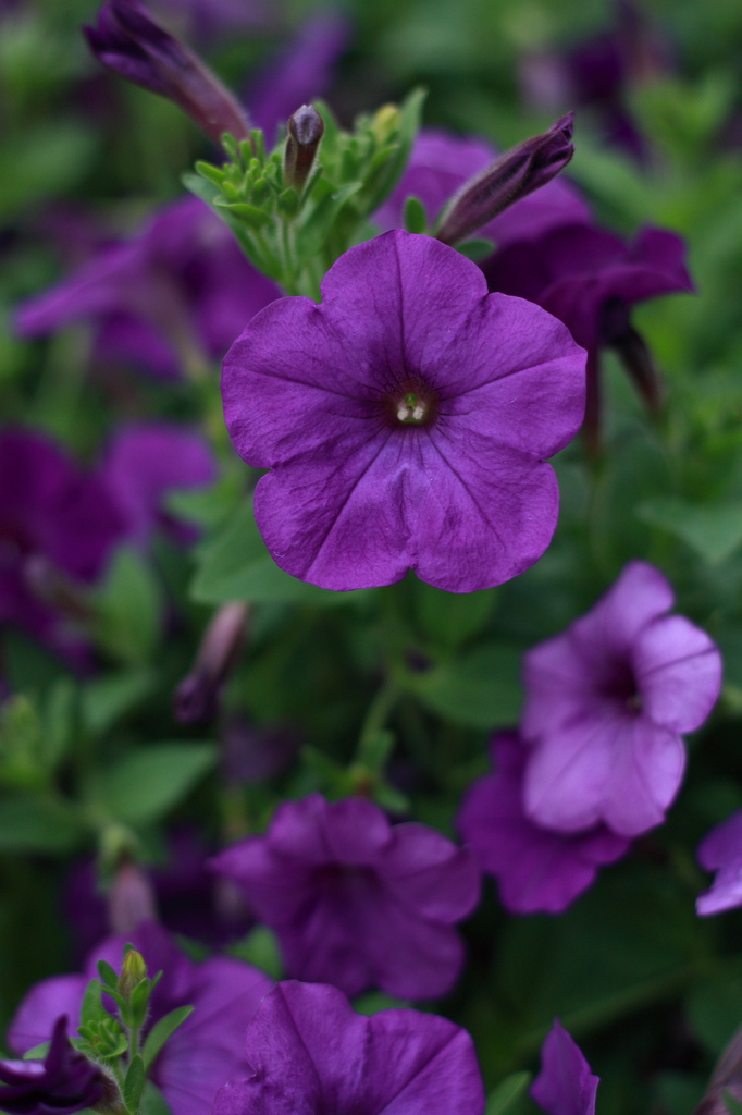 紫の花