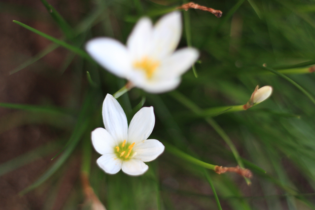 白い花