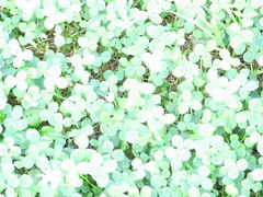 しろーばー