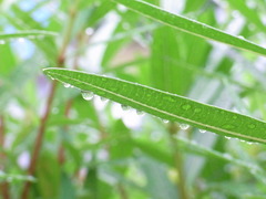 落ちそう。