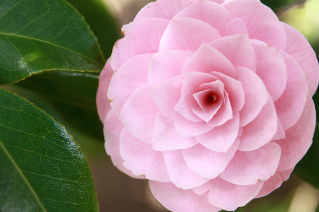 山茶花