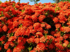 ベニテマリ、満開