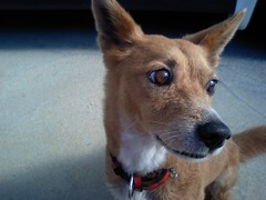 おすましハナコ