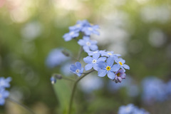 私を忘れないで