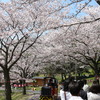 関東の桜