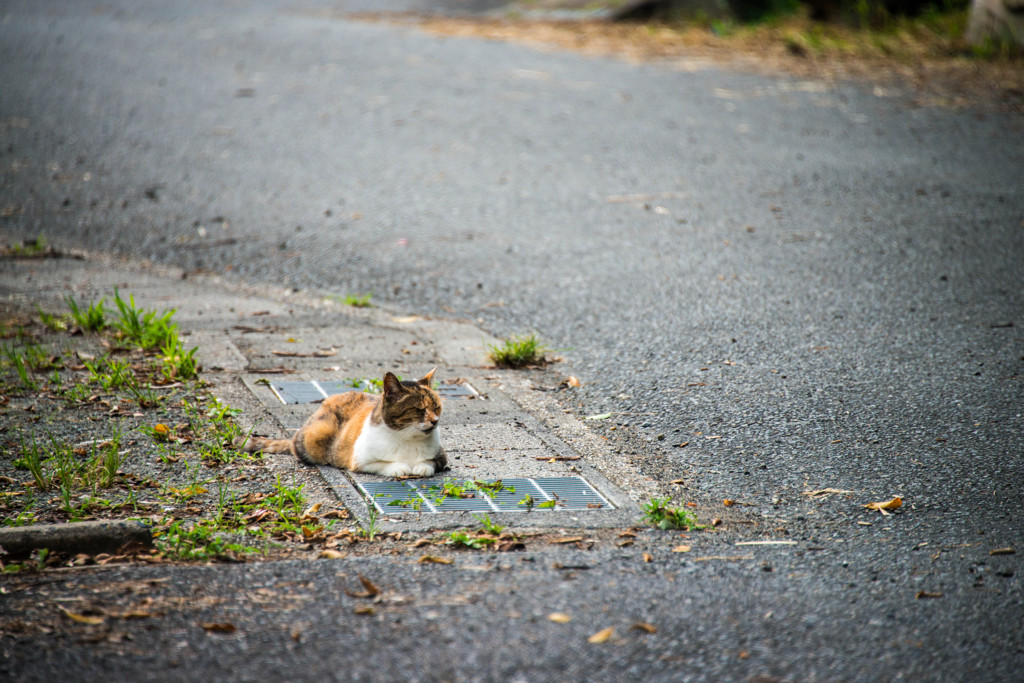 ねこたん