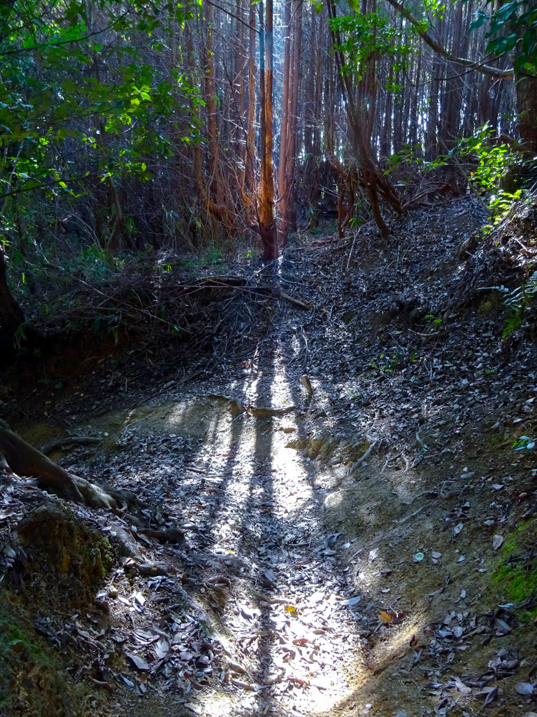 LIGHT