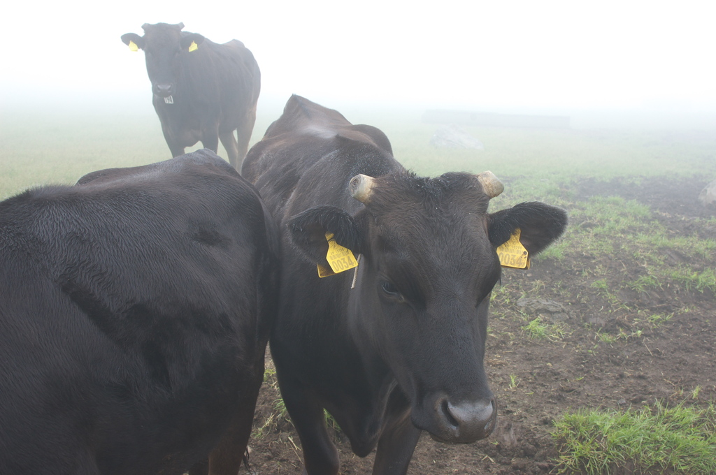 霧の中の牛