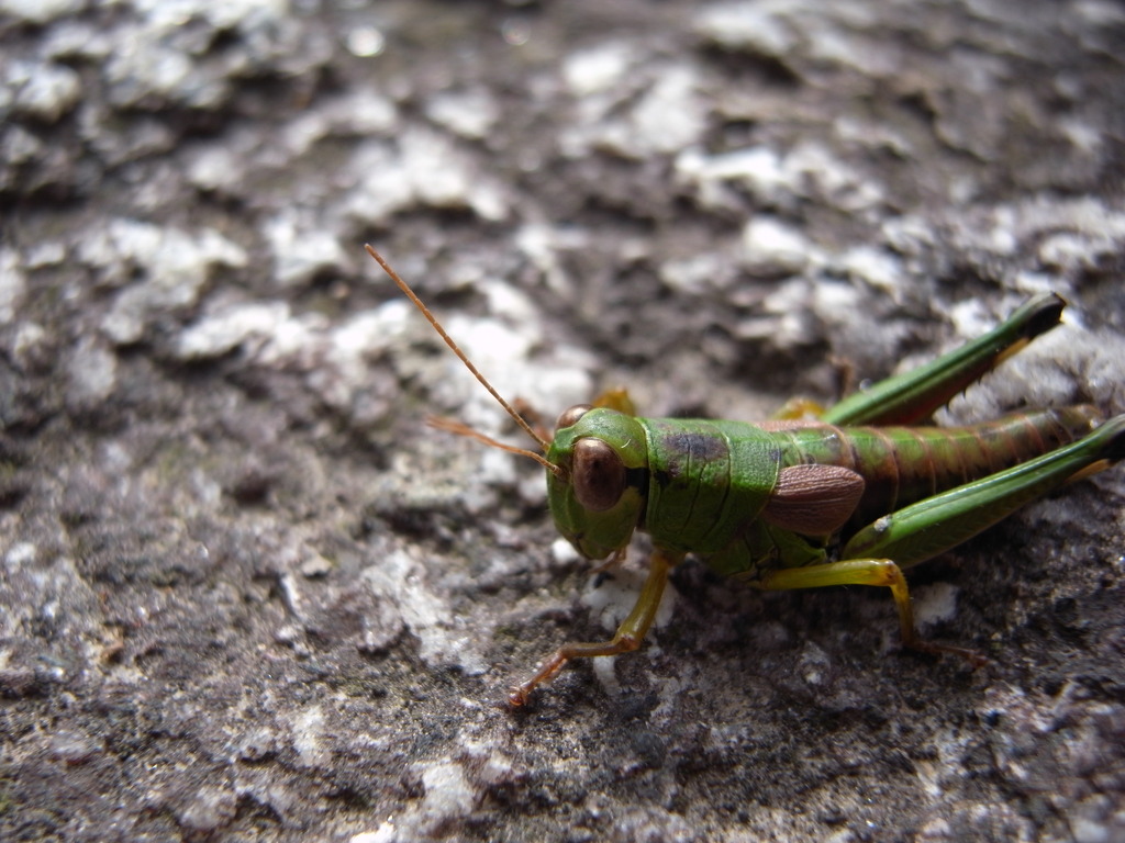 羽なしｲﾅｺﾞ