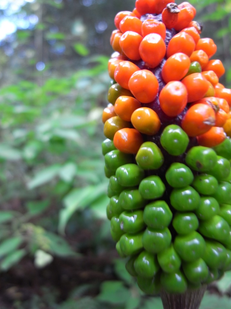 カラートウモロコシ☆