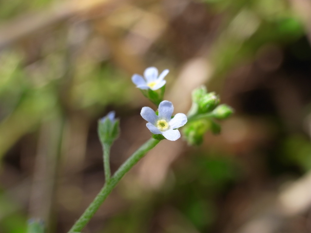 きゅうり草らしいが