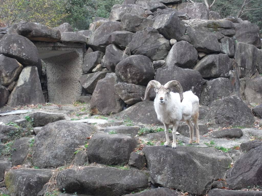 なんとかゴート