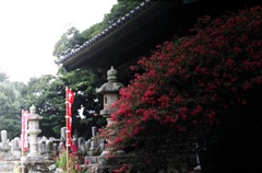 雨上がりのお寺