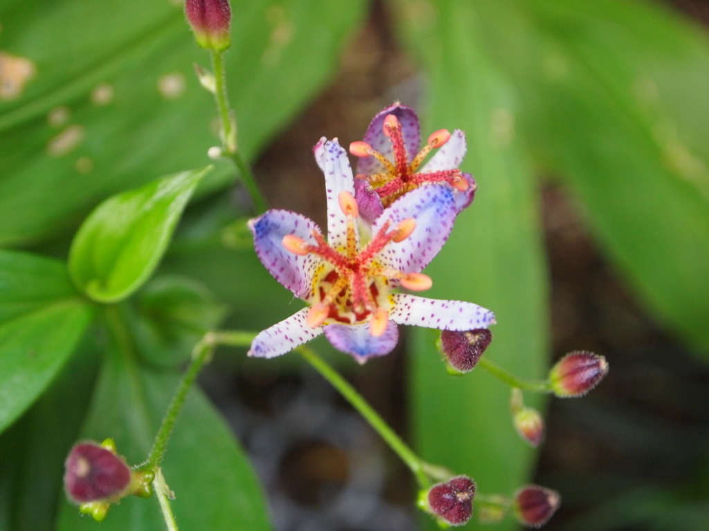 ほととぎす００