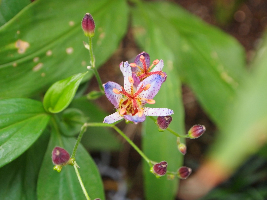 ほととぎす０１