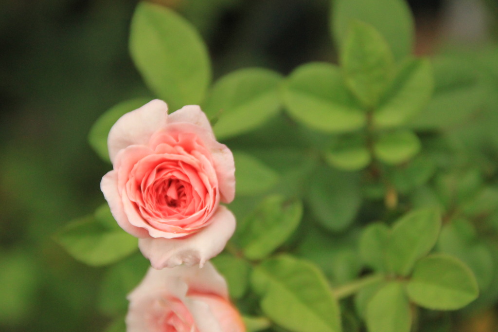 花びら何枚？