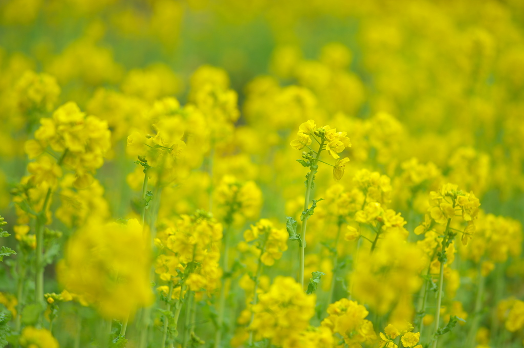 早くも菜の花満開
