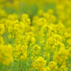早くも菜の花満開