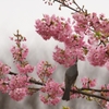 ヒヨドリと桜