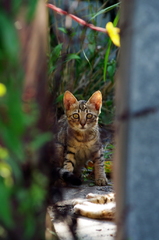 隠れていた子猫