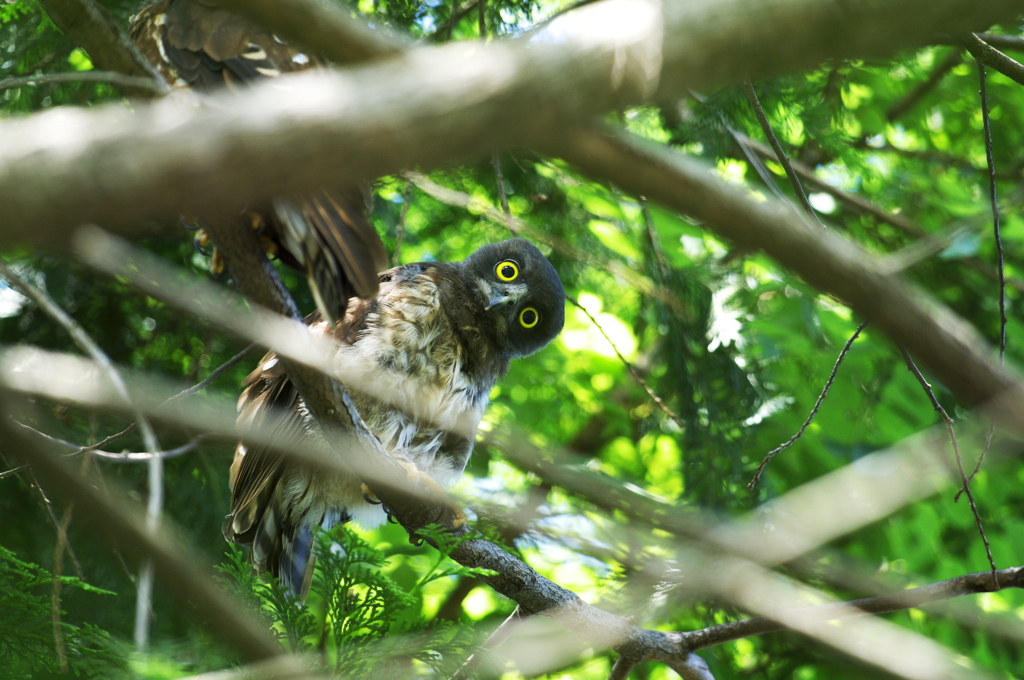 アオバズク子供