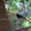 リュウキュウサンコウチョウ