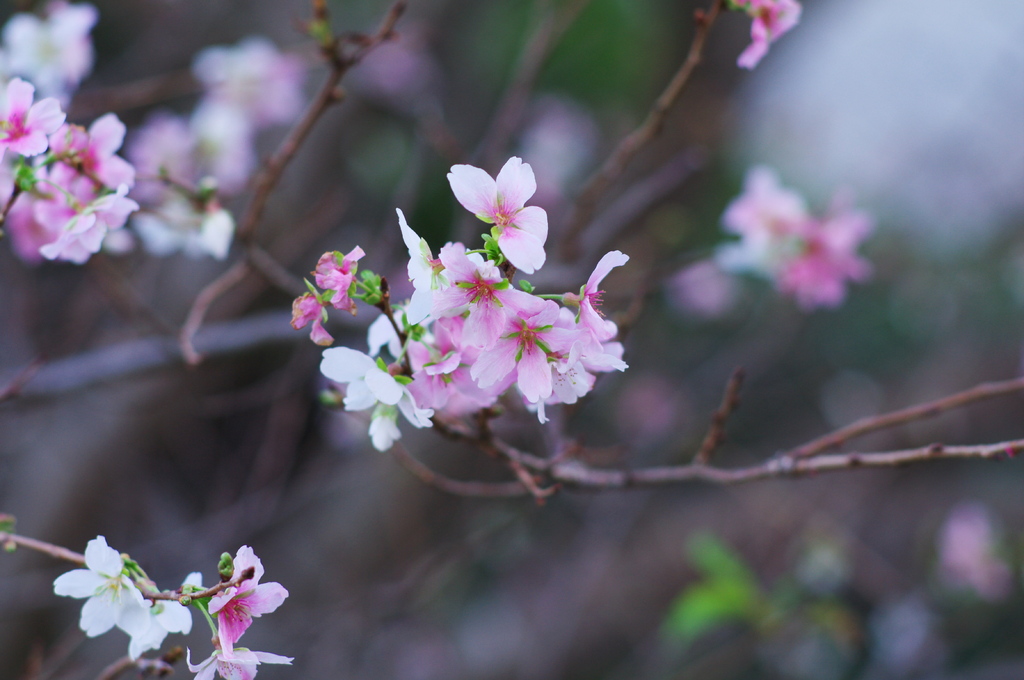 十月桜