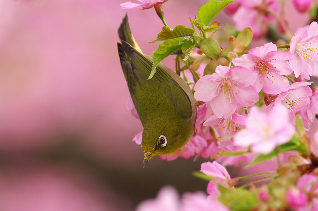河津桜とメジロ
