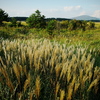 タデ原湿原のススキ