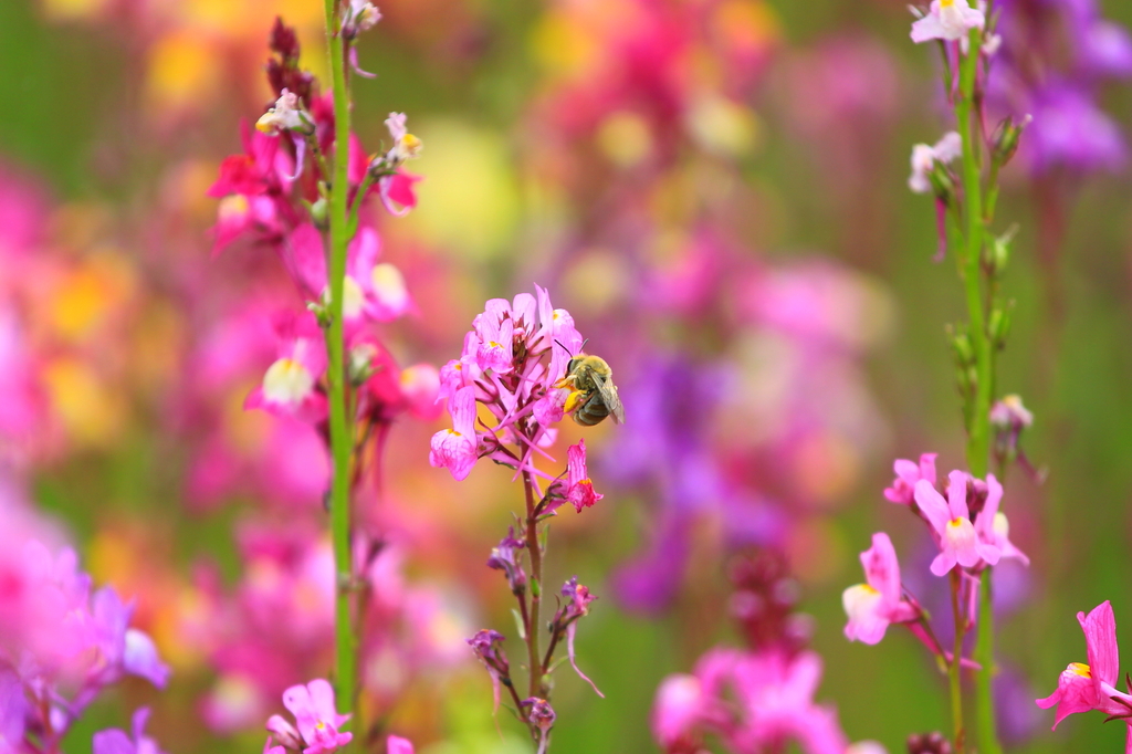 色とりどりの中で