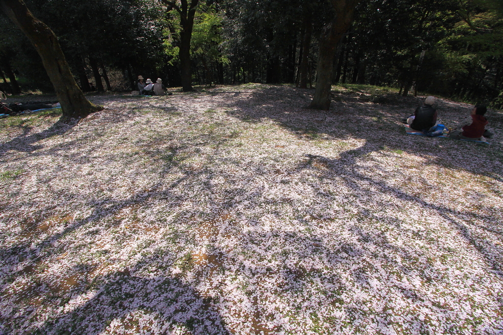 桜吹雪