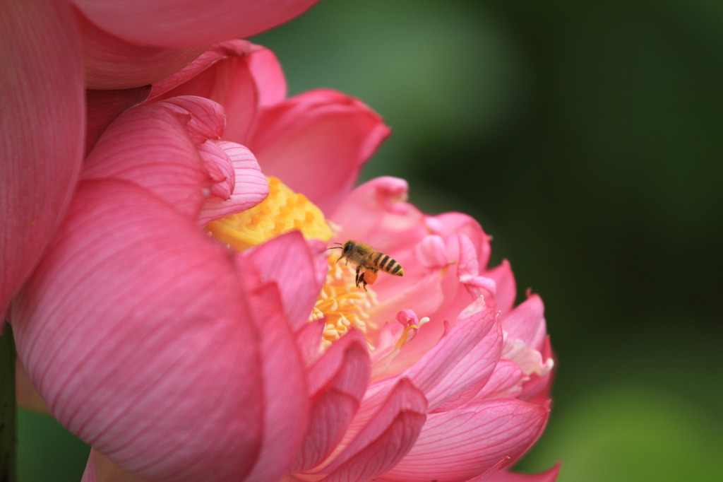 ハスの花