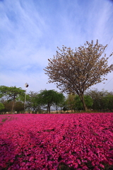 芝桜