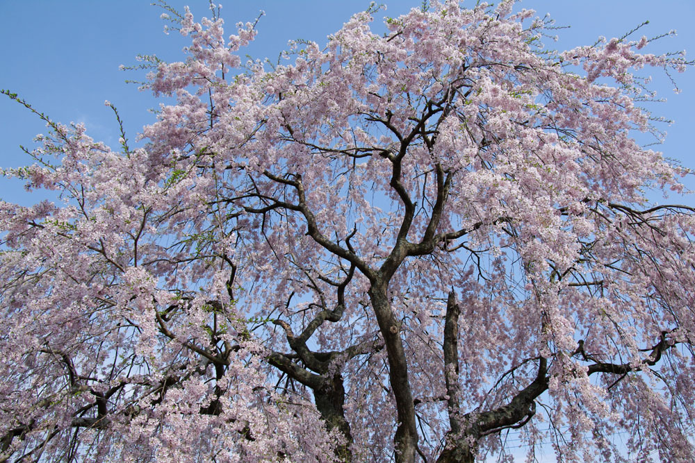 2010年桜の写真_08