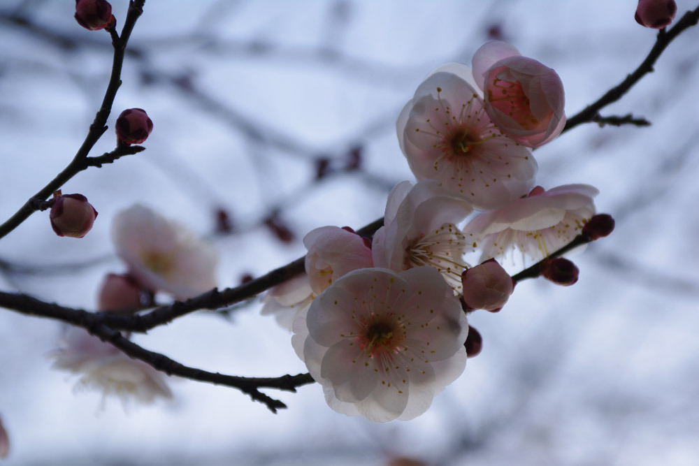 ふんわりと梅の花