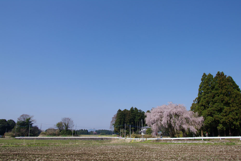 2010年桜の写真_15