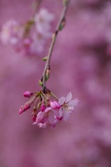 2010年桜の写真_10