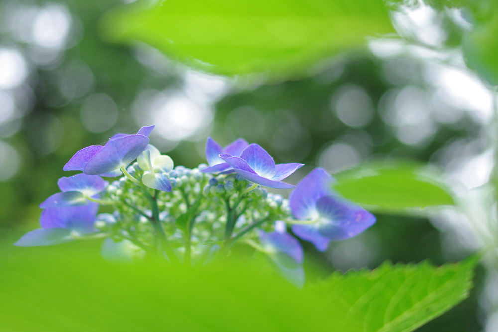 梅雨の休みに紫陽花